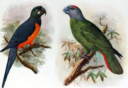 Martinique Parrots