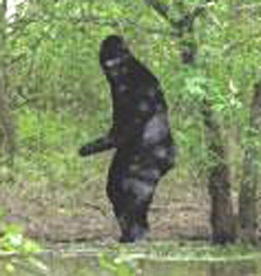 Bigfoot (Creature), Finding Bigfoot (Game) Wiki