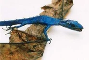 Blue Dragon (364×257mm) Found in Ediburgh, Scotland in 1999