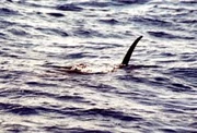 Photo of Giant Marlin taken by NMR