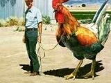 Giant Rooster