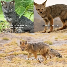 Chilean foxes