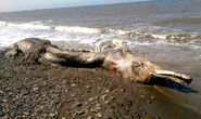 Sakhalin Island Wooly Whale, 2015