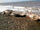 Sakhalin Island Woolly Whale