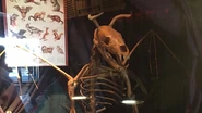The supposed skeleton of the Jersey Devil on display at the Ripleys 'Odditorium'