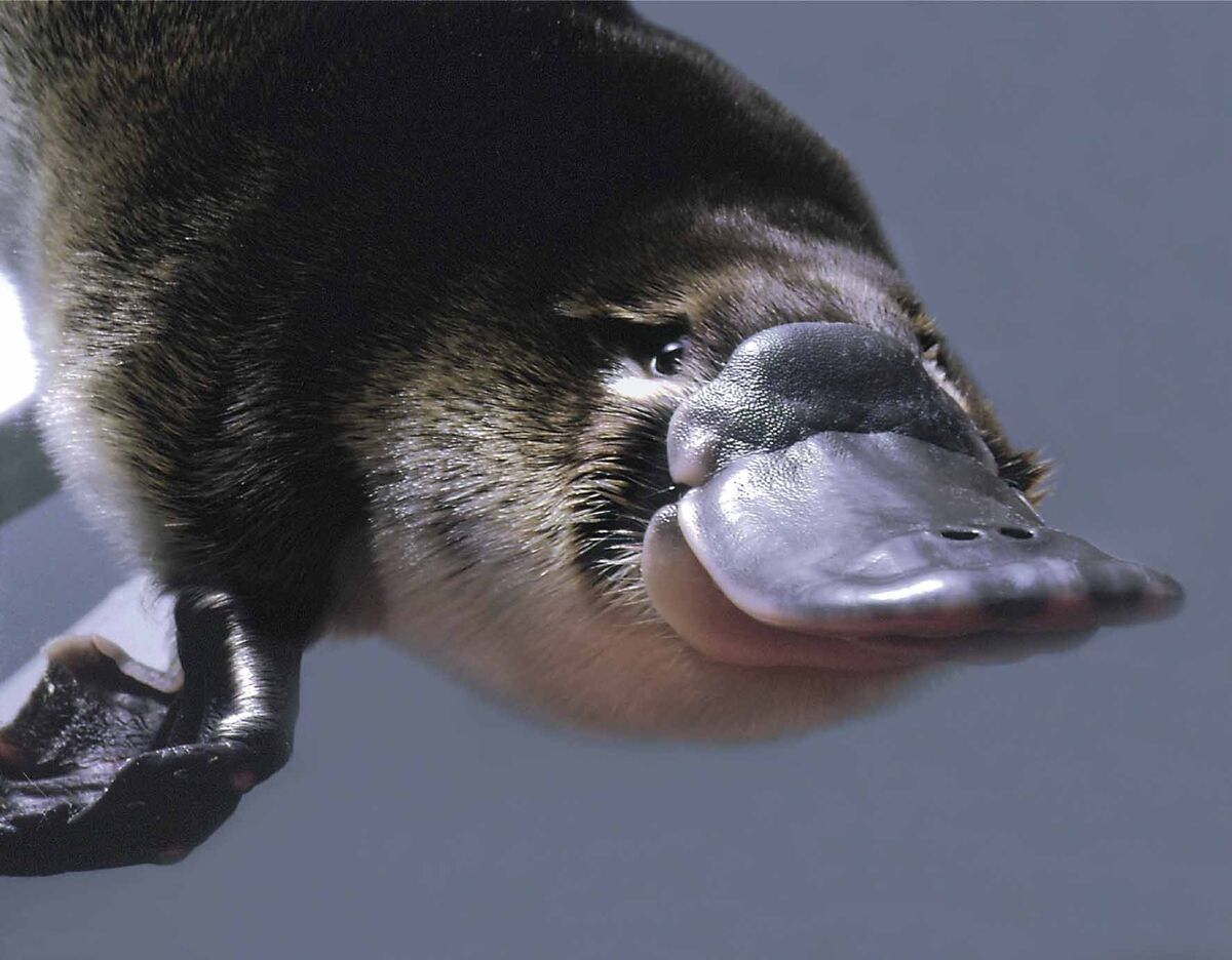 platypus です Amazon.com: Safari Ltd. Platypus Figurine - Detailed 4.75