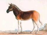 Quagga