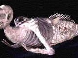 Fiji Mermaid