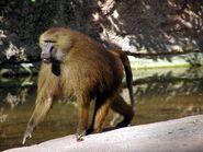 Bernard Heuvelmans' favoured explanation for the Nandi bear was a giant species of baboon, similar to the prehistoric Dinopithecus. (The baboon pictured here is the Guinea baboon (Papio papio), photographed by Jakub Friedl, which is the smallest known species, and is not native to East Africa).