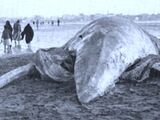Ataka Carcass