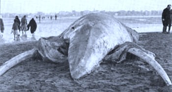 Ataka