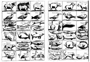 The full page of animal illustrations. Compare the sanglier marin to the normal looking seal right next to it.