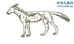 An illustration of the lütoulang by an unknown artist, from a Chinese source.