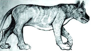 Neelagiri-tiger.1.1570711