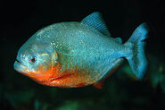 Piranha 1