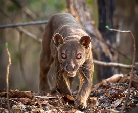 Fossa, a possible explanation.