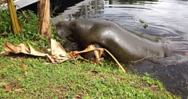 Manatee on land