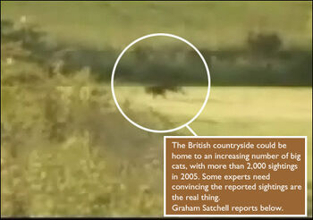 Surrey Puma | Cryptid Wiki | Fandom Surrey Puma | Cryptid Wiki | Fandom
