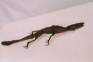 Dragon Lizard (364×180mm) Found in Luxor, Egypt in 1999.