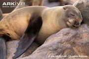 Fur seal