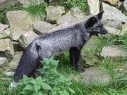 Silver Fox