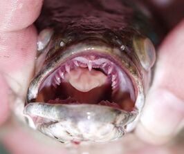 Bowfin-Teeth