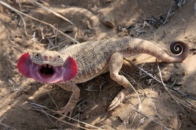 Phrynocephalus