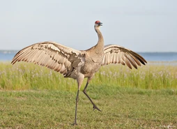 Sandhill-crane