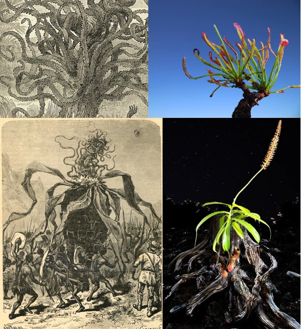 Carnivorous Tree | Cryptid Wiki | Fandom