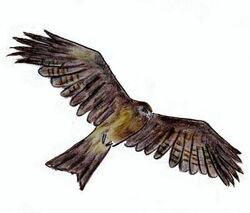 Kite