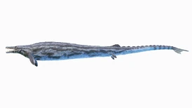 Basilosaurus by MediModels. The niuhi is described as a large, predatory marine mammal approximately 30 ft (9 m) long and very broadly-built, with smooth dark blue skin.  Unlike Basilosaurus, the niuhi is described as having "hands