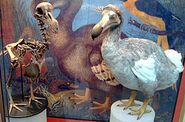 The Dodo in the Oxford Museum.