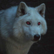 Ghost (Dire Wolf) from the Game of Thrones TV series