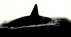 Alula Whale