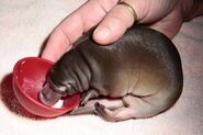 baby platypus