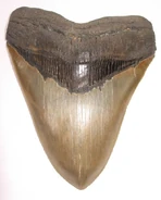 A megalodon shark tooth.