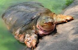 Legendary turtle sunbathes