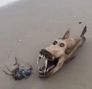 Creepyfish002.jpg (75 KB)