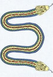 Twoheadsnake.jpg