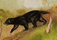 An outsized black honey badger (Mellivora capensis) - which become darker as they age and grow, as drawn by Philippe Coudray in Guide des Animaux Cachés (2009) - is a likely identity for many Nandi bear sightings which do not fit the usual mould.