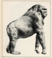 Gigantopithecus