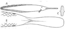 Ompax spatuloides 1879