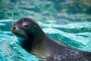 Sea lion