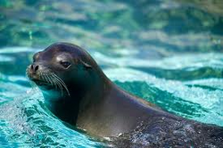 Sea lion