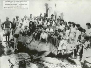 El Monstruo De Cojimar