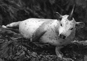 Camahueto web OK (1)