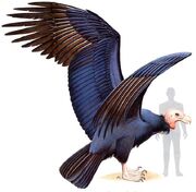 Argentavis-Magnificens