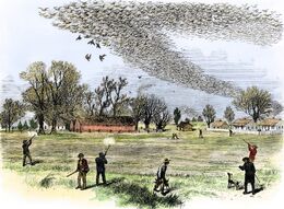 Passenger Pigeon Flock