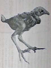  Image used in the book in which this cryptid was introduced
