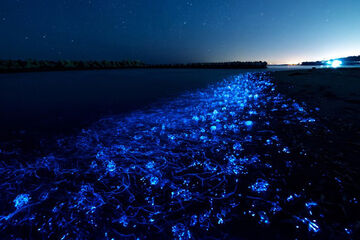 Firefly Squid